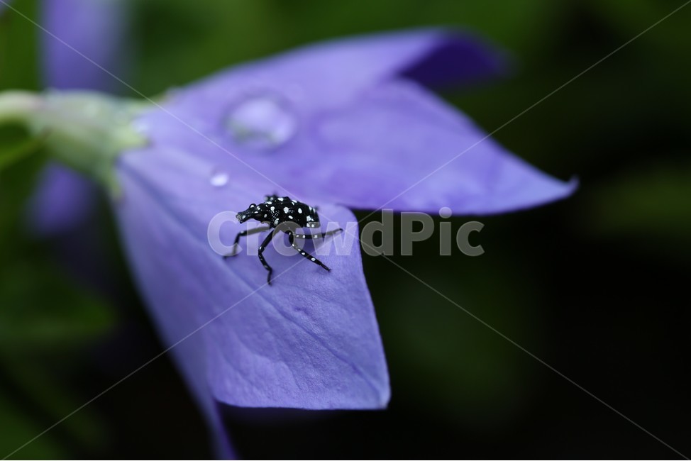 꽃,곤충,flower,insect,bug,서울숲,purple,보라색꽃,도라지꽃,식물,자연,plants,nature,꽃,flower,동물,animal,곤충,벌레,insect,bug