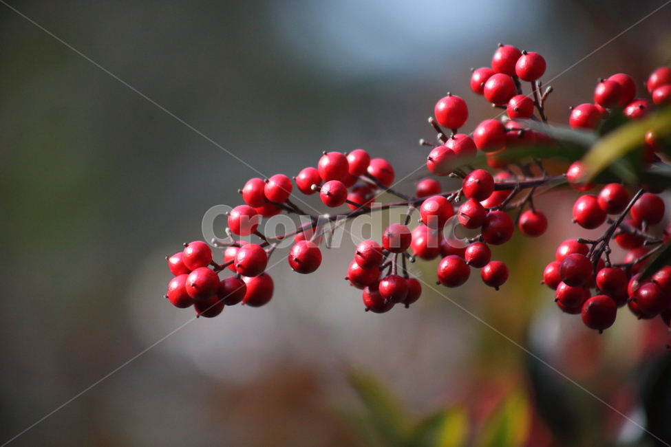 남천,식물,열매,빨강,nandina,남천열매,가을,계절,fall,autumn,season,식물,자연,plants,nature,과일,열매,fruit,plant,food,음식