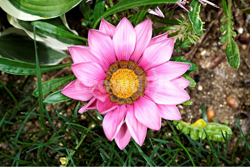 봄,꽃,식물,자연,flower,floral,가자니아,국화과,훈장국화,태양국,원예,gazania,남아프리카원산