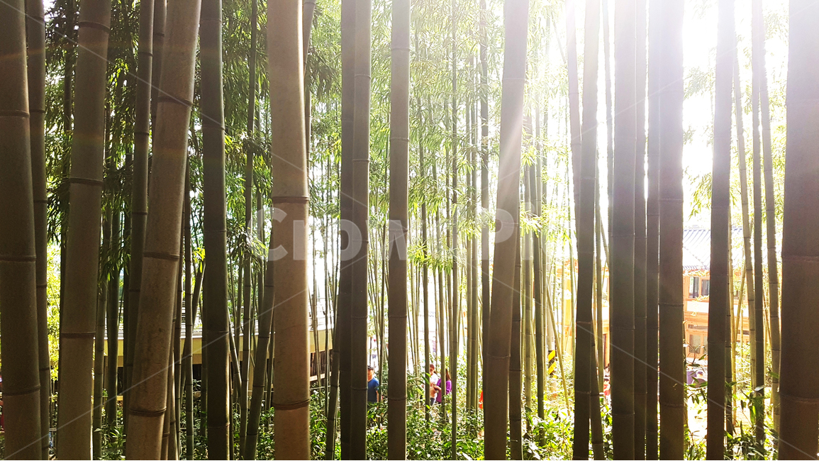 대나무,햇살,풍경,여행,bamboo,sunlight,sunshine,trip,식물,자연,plants,nature,나무,trees,wood