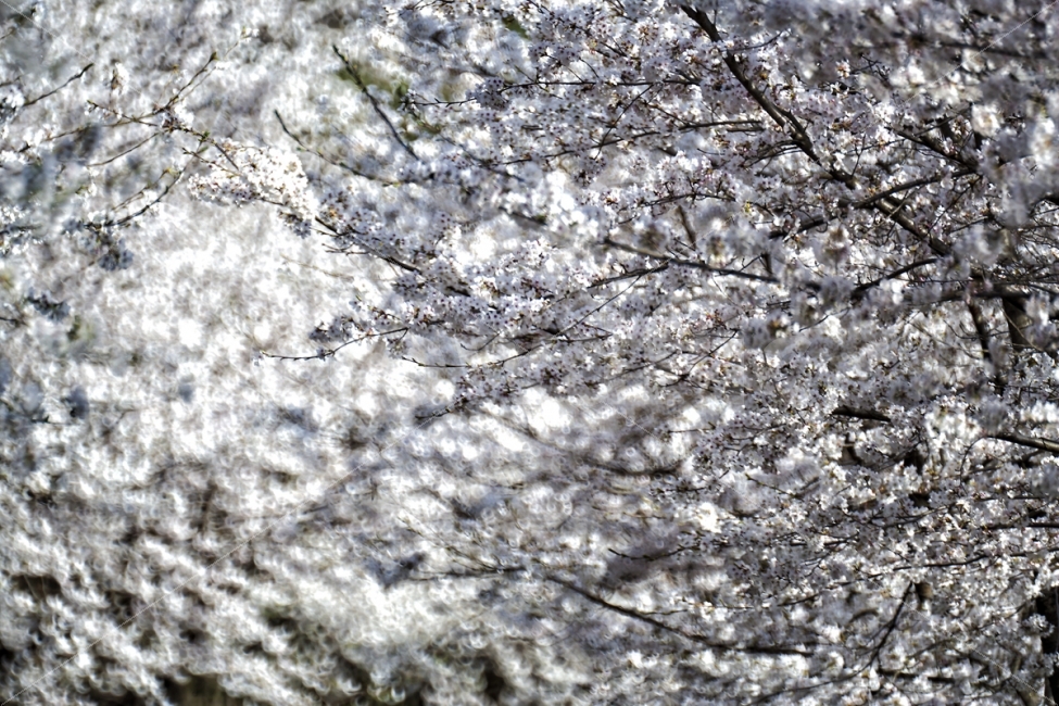 봄,벚꽃,꽃사진,플라워,봄꽃,봄날,lonely,외로움,photo,beauty,쓸쓸함,고독,그리움,감성사진,picoftheday,photooftheday,photos,pic,gallery,picture,photograghy,breakup,이별,커피,coffee,cafe,카페,낭만,식물,자연,plants,nature,봄,계절,spring,season,꽃,flower,plant,blossom