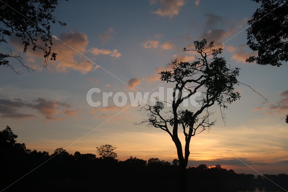nature,자연,tree,sunset,일몰,sky,하늘,구름,cloud