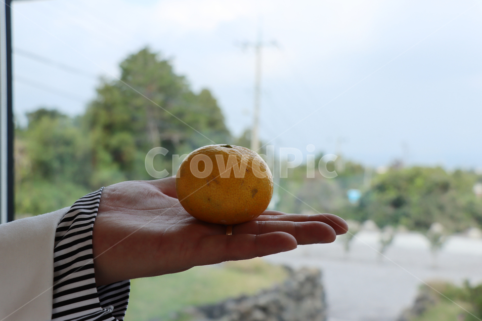 귤,감귤,손,손귤,과일,food,fruit,과일,열매,fruit