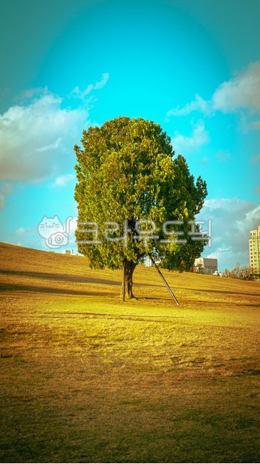 Olympic Park,Gold,rest,Alone tree,Ginkgo,golden yellow,tree,yellow,comfort,olympicpark,fall,person,plant,golden,autumn,prime time