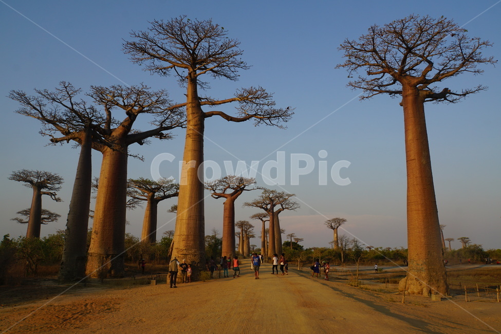 마다가스카르,마다가스카,madagascar,baobab,바오밥,식물,자연,plants,nature,나무,trees,wood