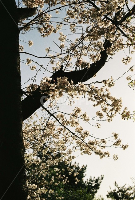 벚꽃,벚나무,cherryblossom,봄,4월,꽃,식물,자연,풍경,꽃잎,나무,sakura,spring,flower,계절,봄,계절,spring,season,식물,자연,plants,nature,꽃,flower,나무,trees,wood,plant