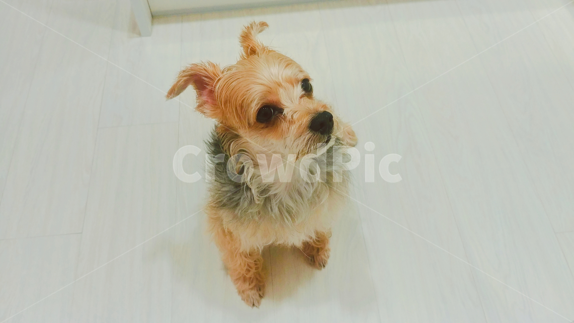강아지,애견,개,dog,동물,동물,animal,포유류,mammal,개,강아지,dog,doggy