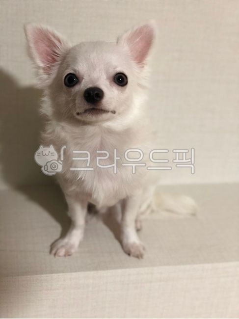 강아지,치와와,반려동물,반려견,개,하얀강아지,화이트치와와,애견,귀여운강아지,예쁜강아지,귀여운,동물,animal,포유류,mammal,개,강아지,dog,doggy