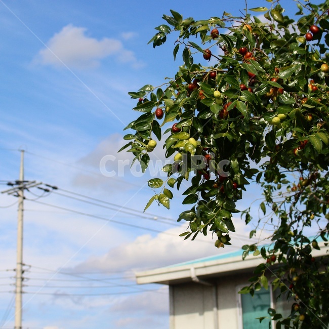 가을,대추,시골,풍경,autumn,countryside,scenery,시골,마을,풍경,landscape,country,rural,town,식물,자연,plants,nature,과일,열매,fruit