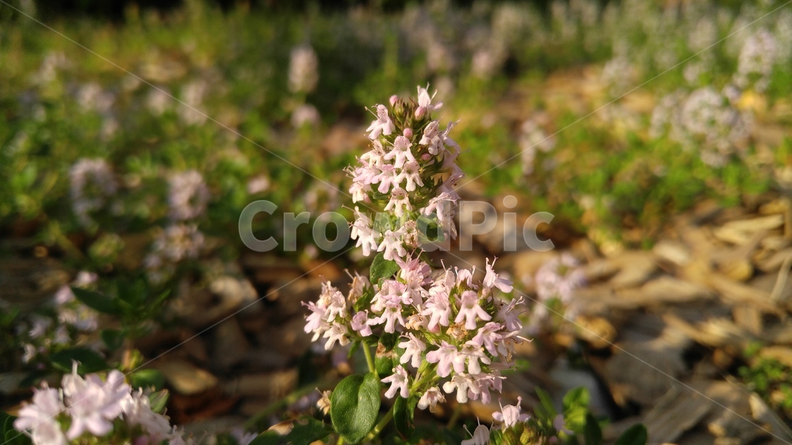 백리향,꽃,연분홍,식물,녹색,배경,감성,계절,flower,pink,flants,green,background,emotional,season