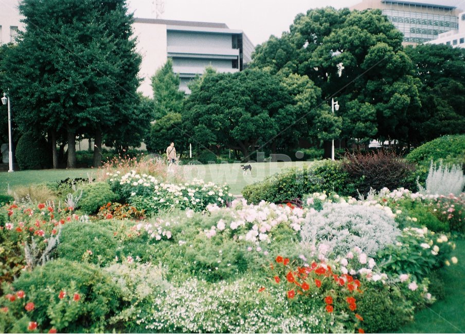 outdoors,grass,plant,필름카메라,film,잔디,식물,옥외