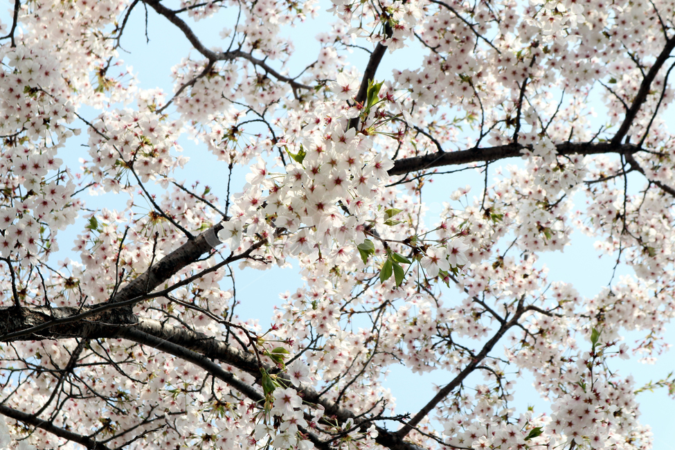 벚꽃,봄,벚꽃나무,꽃,벚꽃축제,불광천,봄,계절,spring,season,식물,자연,plants,nature,꽃,flower,plant,blossom