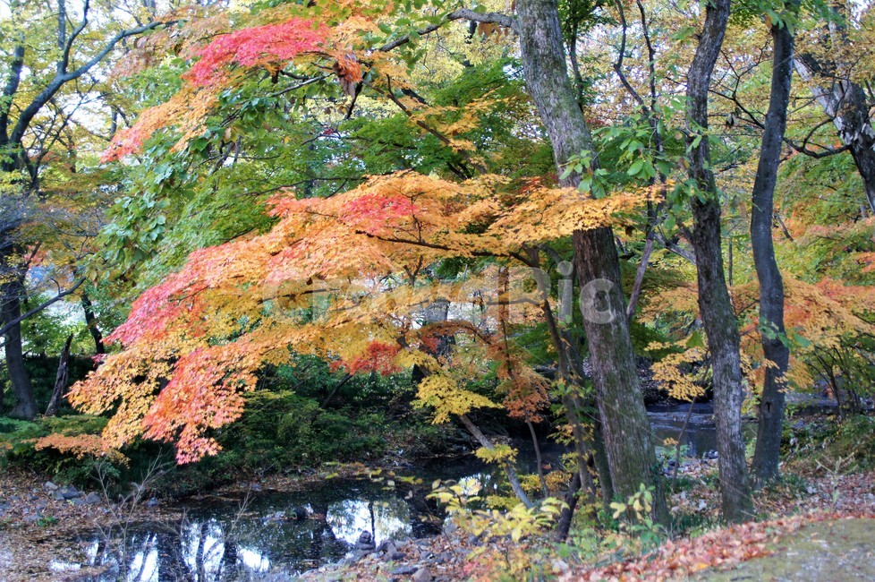 가을,단풍,나무,식물,자연,계곡물,그림자,자연풍경,감성,예쁨,아름다움,nature,autumn,trees,낙엽,가을,계절,fall,autumn,season,tree,plant,maple