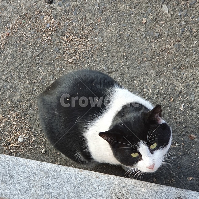 길냥이,뚱냥이,고양이,동물,냐옹이,길거리,anima,kitty,길고양이