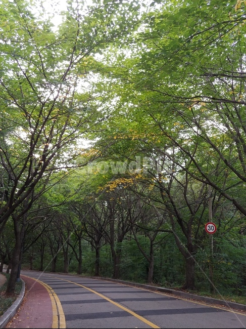 식물,나무,나무줄기,road,도로,표지판,나무터널