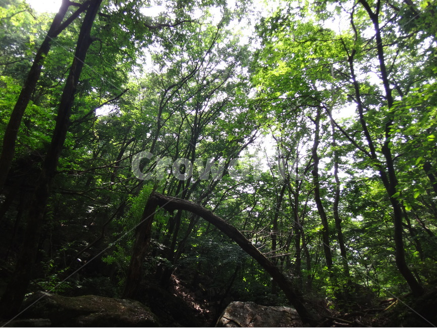 숲속,자연,나무,초록,산속,자연,풍경,nature,landscape,tree,plant,식물,tree trunk,나무 줄기