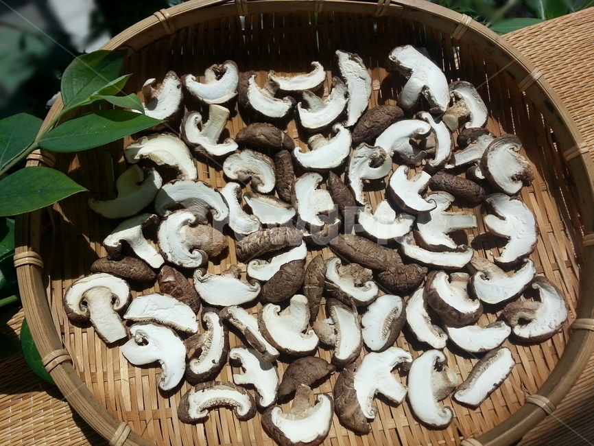 표고버섯,말린,건표고버섯,비타민d,채반,말리기,건조,슬라이스,돗자리,버섯,음식,푸드,식재료,식자재,채소,야채,햇빛,shiitake,mushroom,dry,vitamind,slice,food,ingredient,식물성,sunshine,음식,식재료,요리,food,cook,meal,dishes,food reserves,채소,야채,vegetables