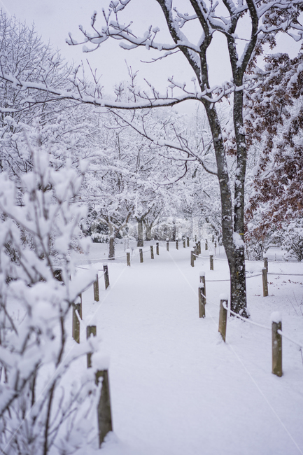 첫눈,겨울,눈,겨울수목원,눈꽃,계절,winter,snow,겨울,계절,winter,season,자연,풍경,nature,landscape,storm,폭풍,blizzard,눈보라,outdoors,옥외