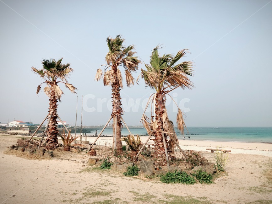 야자수,palmtree,제주도,모래사장,해변,해안가,휴양지,우도,바람,하늘,sea