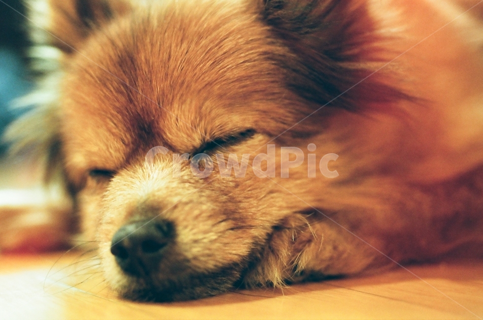강아지,애완동물,반려동물,반려견,dog,낮잠,pet,animal,개,동물,포메라니안,동물,animal,포유류,mammal,개,강아지,dog,doggy