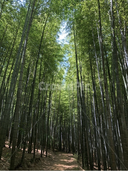 부산,아홉산숲,대나무,자연,풍경