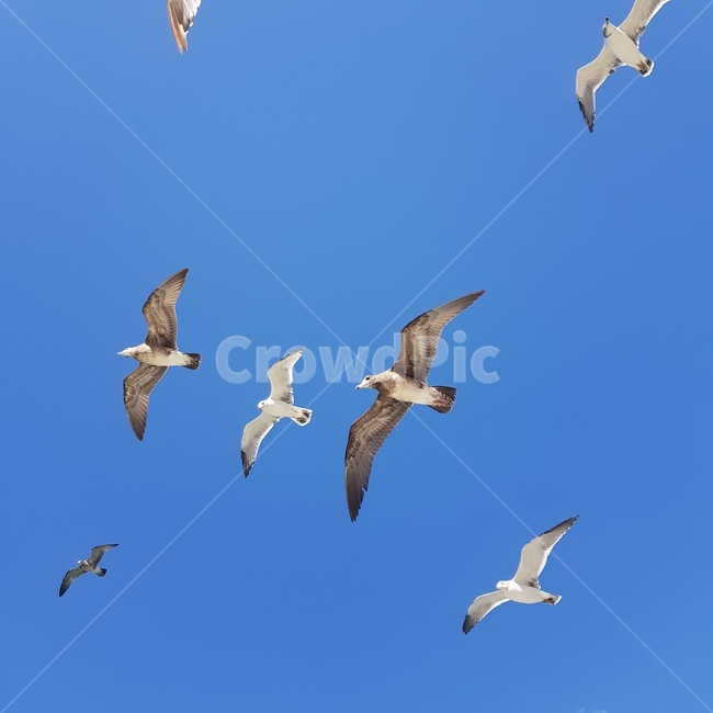 flying,bird,새,갈매기,gull,하늘,자유로운,free,파란,높은,시원한,청량한,animal,동물,자연,풍경,동물,animal,조류,새,birds