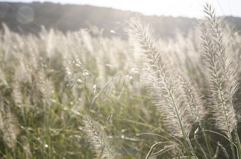 제주,자연,풍경,풀,강아지풀,식물,자연,풍경,nature,landscape,휴식,힐링,rest,relaxation,healing,grass,잔디,plant,lawn