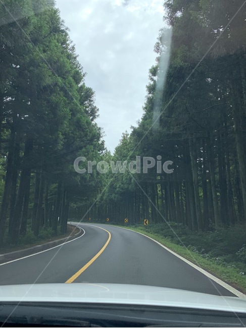 숲,도로,휴양림,tree,road,배경