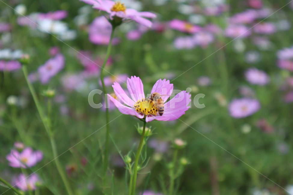 plant,식물,꽃,꿀벌,벌,식물,자연,plants,nature,꽃,flower