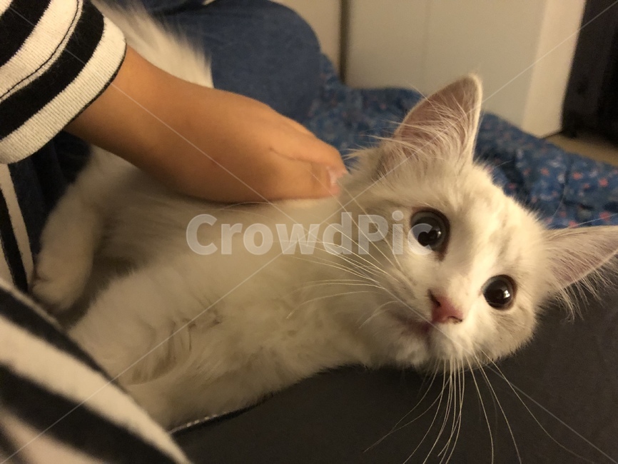 동물,고양이,반려묘,렉돌,아기,동물,animal,포유류,mammal,고양이,cat,kitten,kitty
