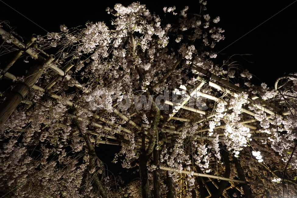 벚꽃,밤,나무,꽃,봄,cherryblossom,night,tree,flower,spring,야경,밤,풍경,nightscape,night,landscape,식물,자연,plants,nature,꽃,flower