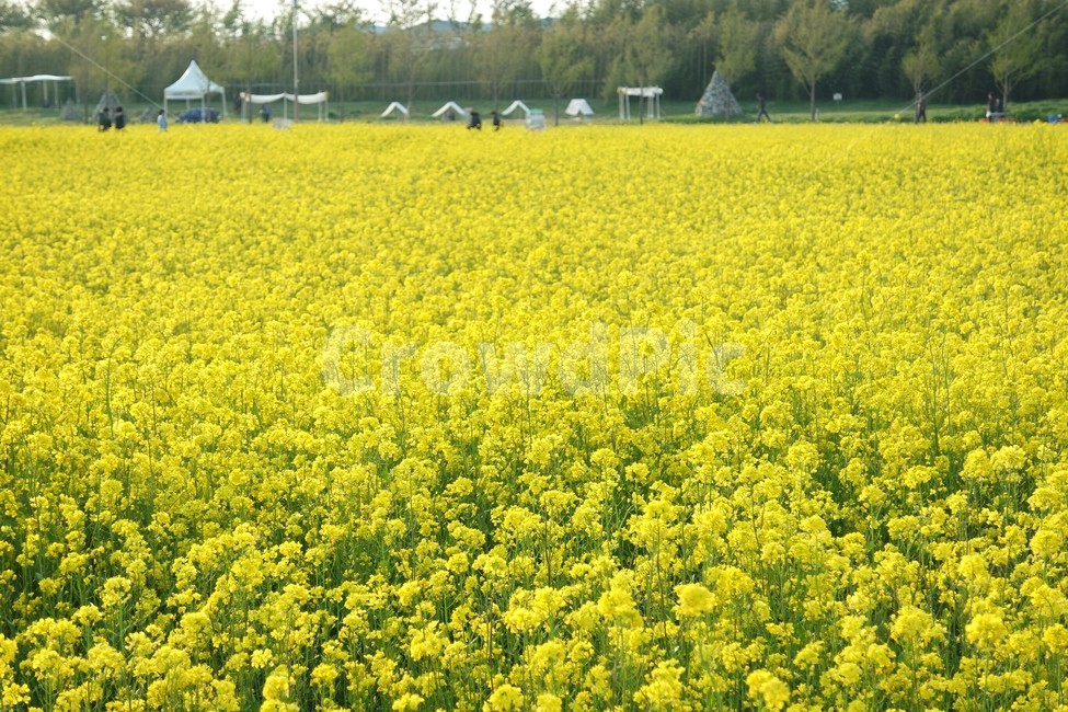 대저생태공원,부산,유채꽃,노란색,꽃밭,봄,rapeflower,yellow,spring