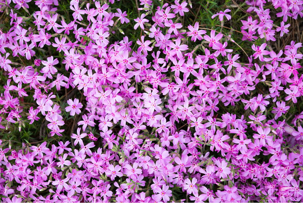 꽃,봄,계절,자연,식물,나무,새싹,야외,공원,풍경,pink,핑크,빛,spring,season,plants,nature,flower,감성,sensible,feeling,녹색,green