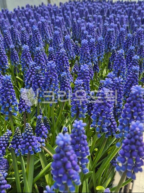 purple flower,petal,Muscari,flower