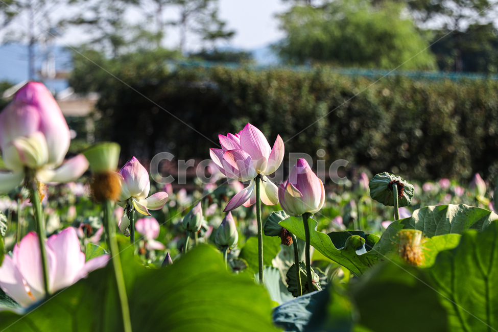 식물,꽃,연꽃,plant,blossom,flower,식물,자연,plants,nature,꽃,flower