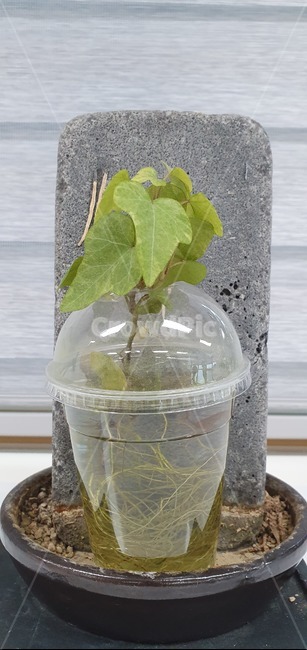 leaf,잎,plant,식물,플라스틱,커피,물,식물,자연,plants,nature