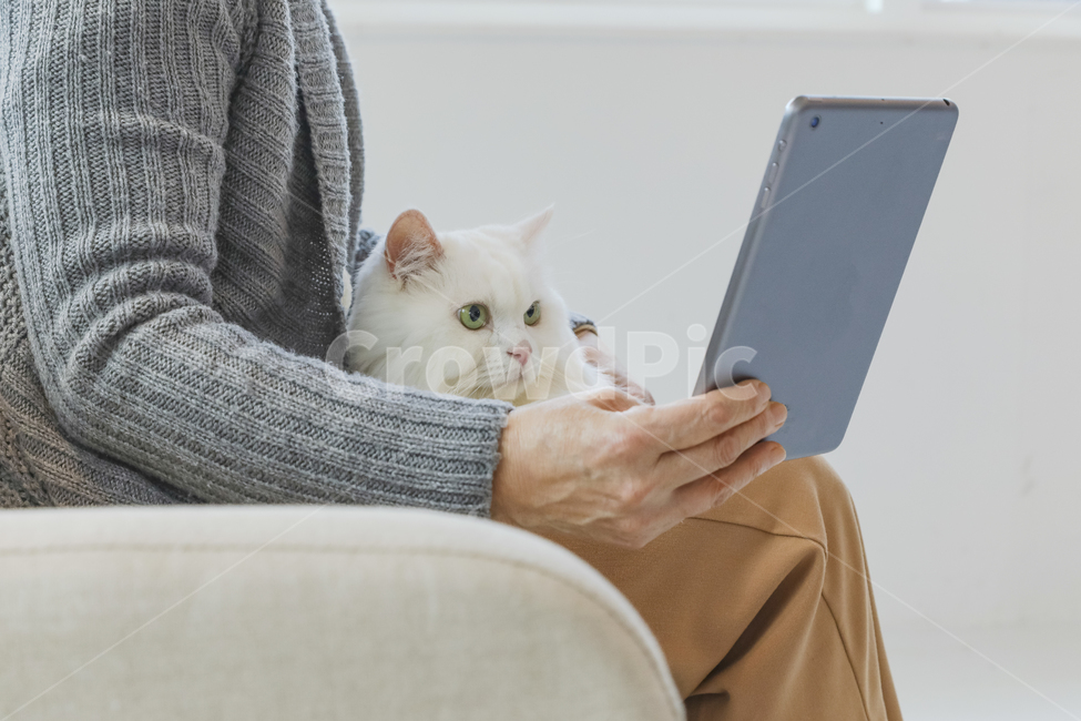 고양이,노인,여성,일상,반려동물,은퇴,여가,여유,행복,미소,만족,즐거움,생활,인테리어,실내,소파,의자,창문,하얀고양이,무릎냥,나이든여성,흰색,회색,붉은색,베이지색,따뜻함,포근함,할머니,60대여성,70대여성,흰머리,사랑,신뢰,동거,반려,애완동물,동물,백발,우아한,고귀한,귀여운,안기다,앉다,마주보다,웃다,책,타블릿,읽다