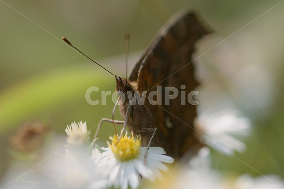곤충,나비,큰흰줄표범나비,나비와꽃,나비사진,동물,animal,곤충,벌레,insect,bug