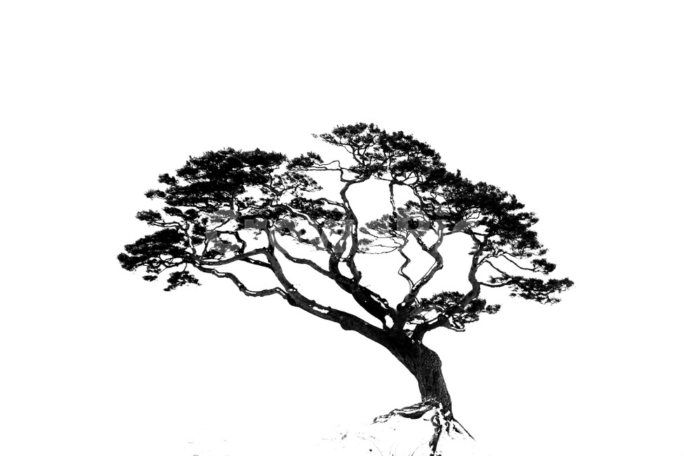 나무,소나무,눈,풍경,겨울소경