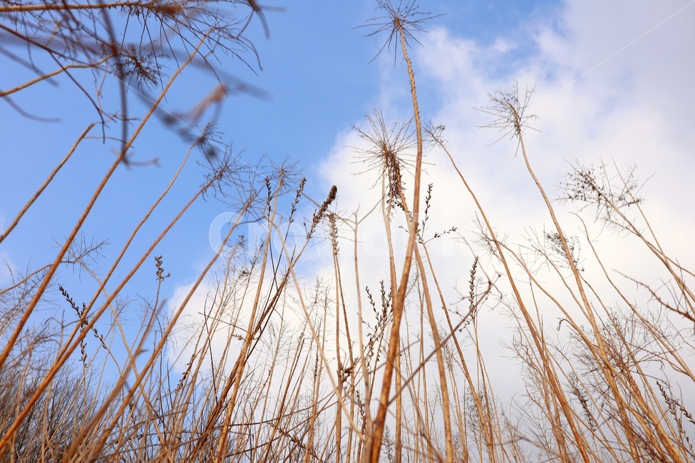풍경,식물,가을,갈대,하늘,구름,시골,reed,autumn,cloud,sky,sunnyday,맑은하늘,날씨,자연,풍경,nature,landscape,grass,잔디,plant,lawn
