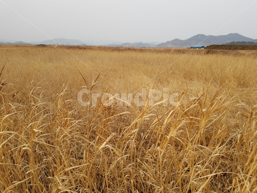 풍경,풀,갈색,하늘,산