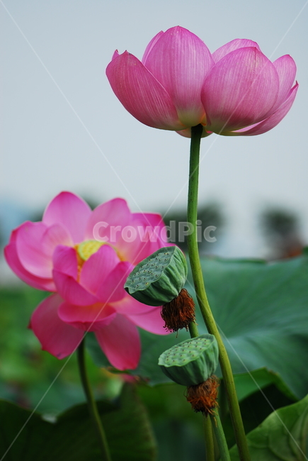 꽃,연꽃,관곡지,불교,여름,식물,자연,plants,nature,꽃,flower