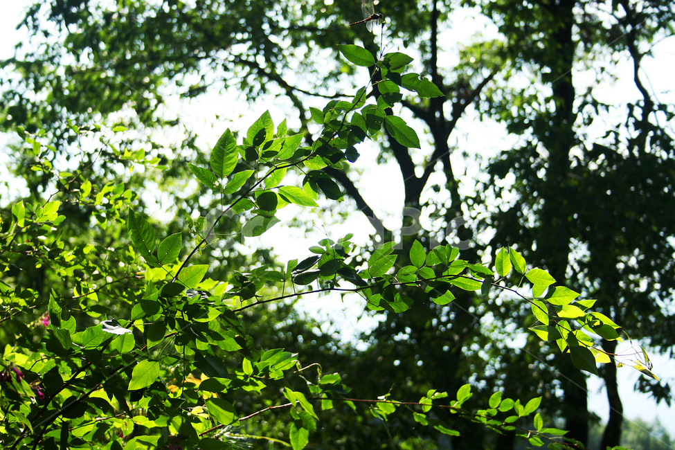 plant,식물,tree,나무,잎