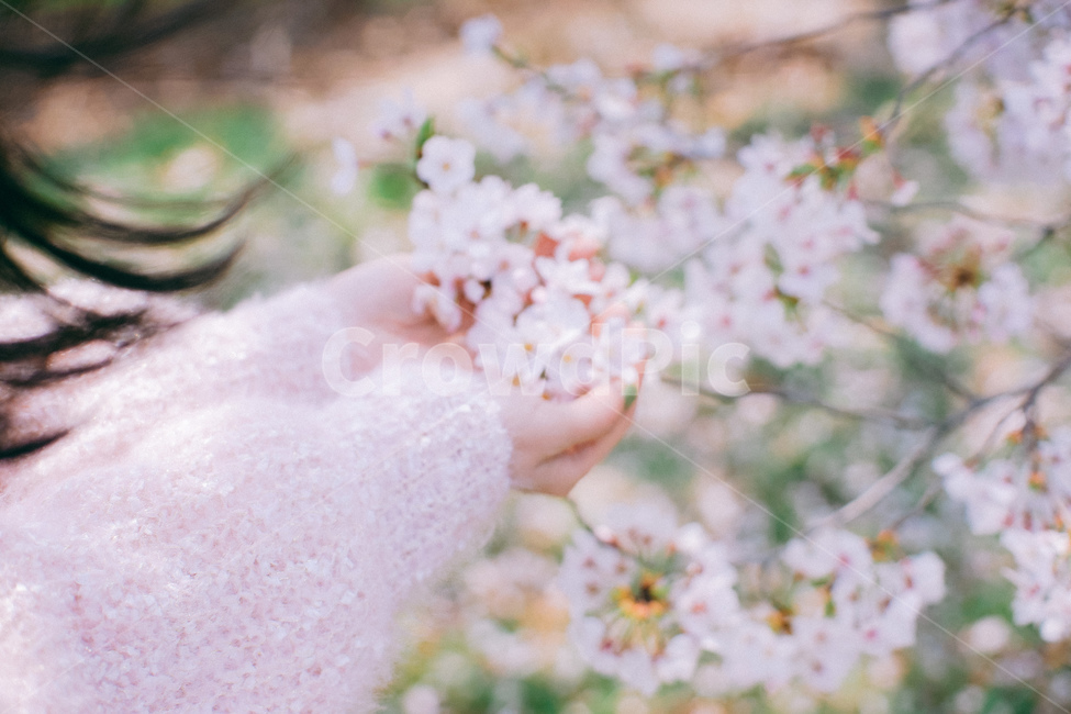 봄,벚꽃,벚나무,봄꽃,잔디,꽃,손,꽃잎,봄,계절,spring,season,식물,자연,plants,nature,꽃,flower,신체일부,몸,body,plant