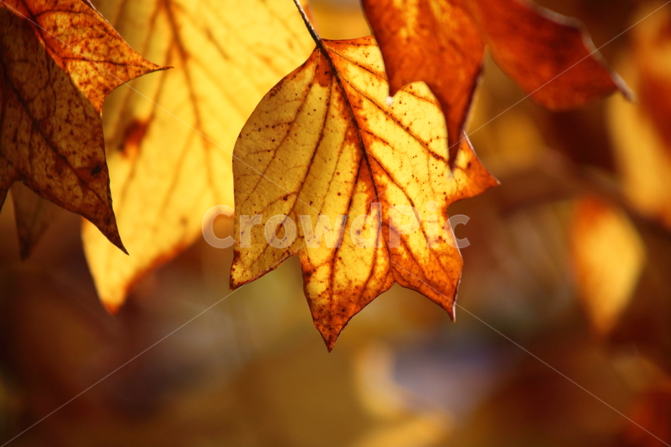 leaf,잎,단풍,plant,redleaves,가을,가을,계절,fall,autumn,season