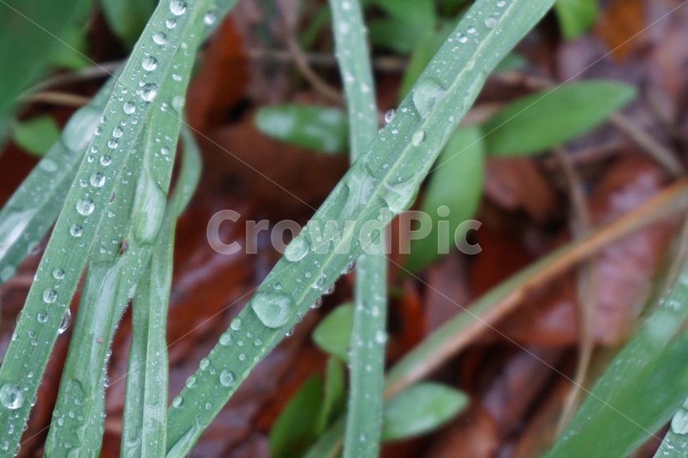 비,빗방울,비오는날,풀잎,맺히다,초록,물방울,식물,자연,plants,nature,비,비오는날,rain,rainy