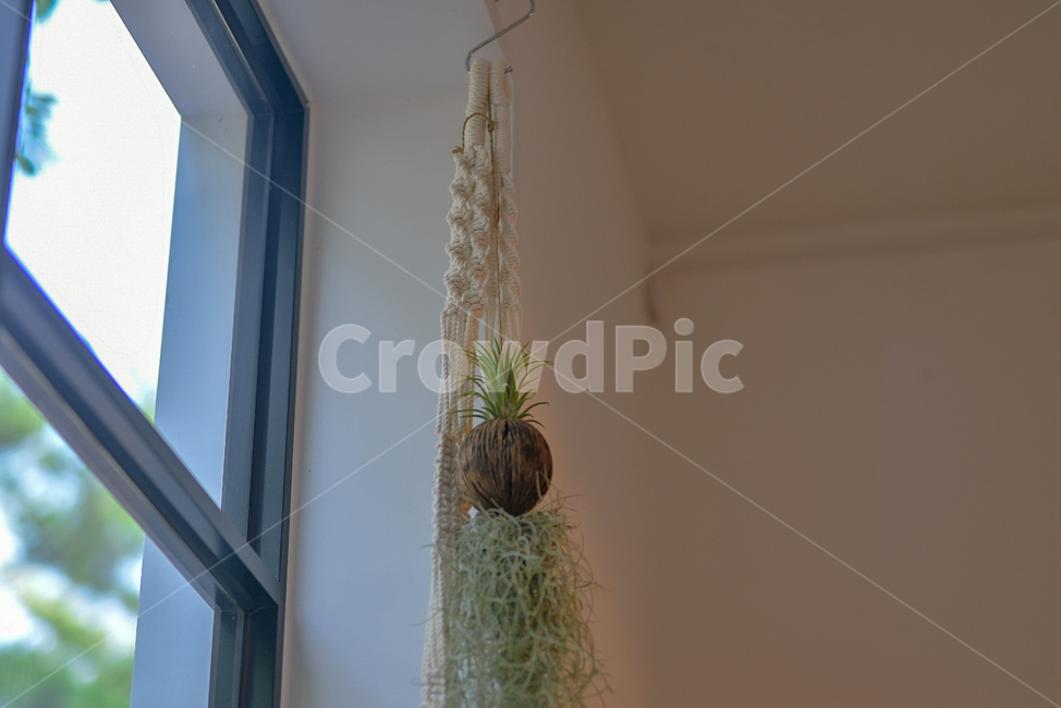 행잉플랜트,틸란드시아,공기정화,행잉,식물,창문,인테리어,마크라메,hangingplant,plants,interior,식물,자연,plants,nature