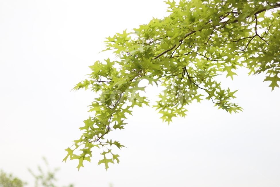플라타너스,연두,가로수,봄,흐림,식물,자연,plants,nature