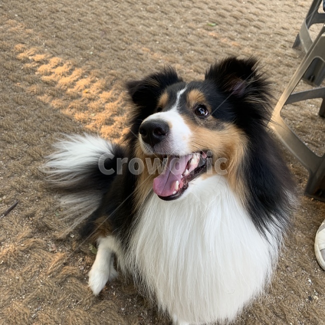 강아지,셔틀랜드쉽독,셀티,dog,cute,귀여움,반려견,애완견