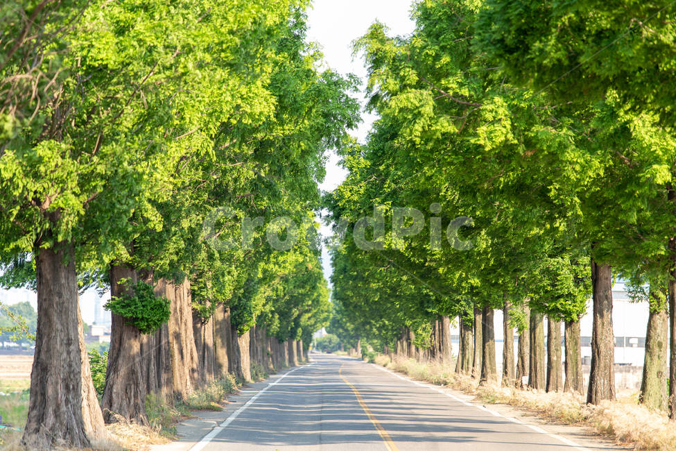 가로수,나무,녹색,풍경,여름,식물,스냅,길,도로,푸르다,나뭇잎,이파리,나무기둥,green,tree,plant,풍경배경,배경,자연,풍경,nature,landscape,한국자연풍경,한국자연경관,korea nature landscape